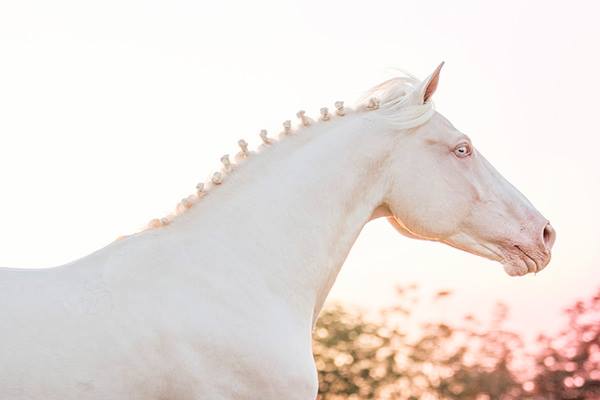 Cremello Czech Warmblood Stallion - Amor CZ